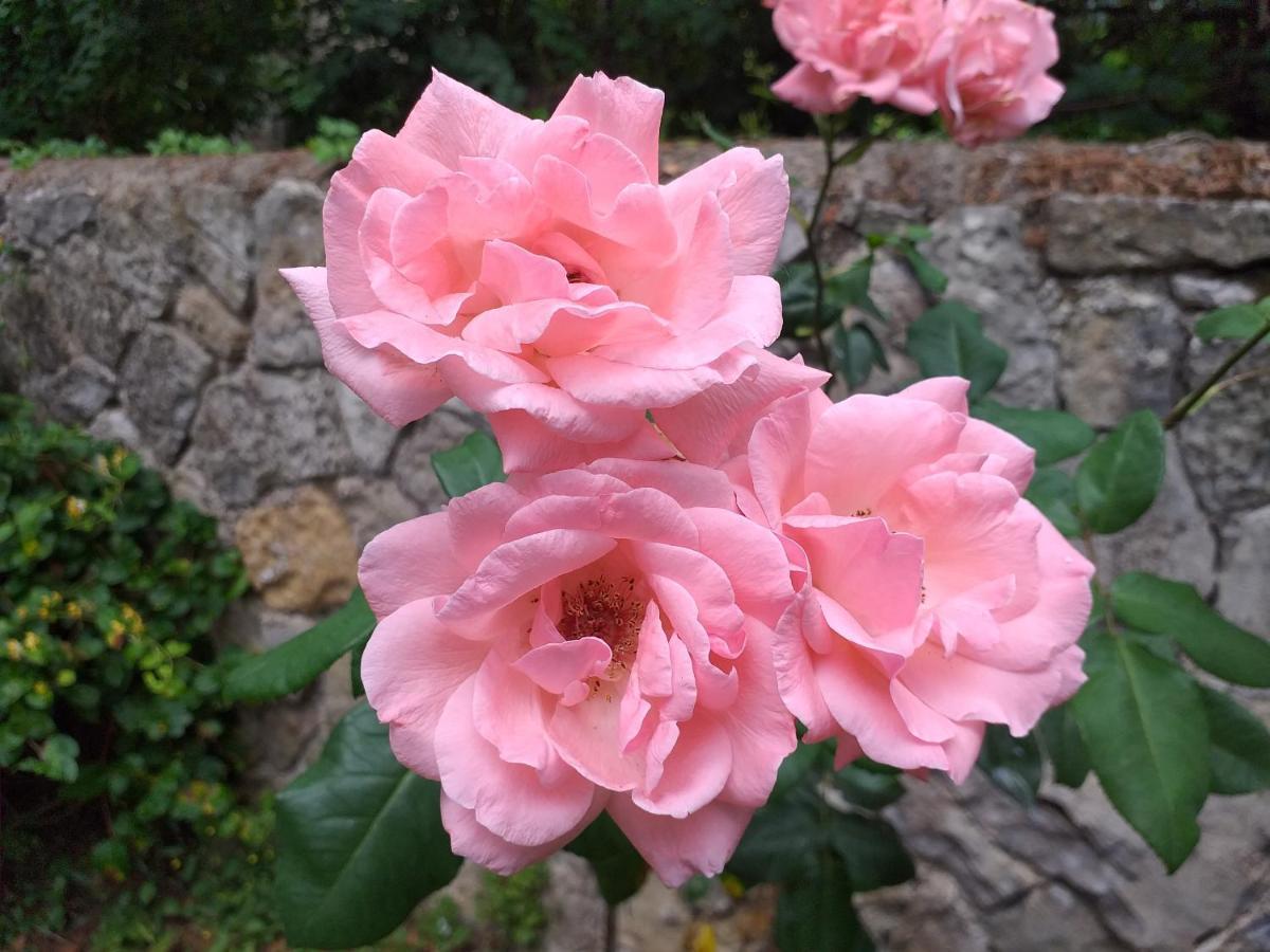 Le Jardin Secret Bed & Breakfast Saint-Antonin Exterior foto